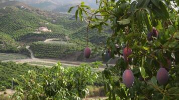 Mango fruit in a mango tree with agricultural plantations at background video