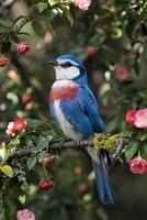 Vivid royal WzSp Jg perched gracefully among blossoming flowers in radiant daylight photo