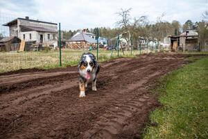 A dog with black, white, and brown fur stands on a tilled dirt path, tongue out, near a wire fence. Houses, sheds, and sparse trees are visible nearby. photo