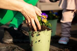 Close up of hands planting a purple and yellow flower in a light green pot, with soil scattered around and a child partially visible in the background. photo