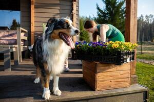 A multicolored dog stands on a wooden porch near a person in a green dress arranging yellow and purple flowers. Trees and open space are in the background. photo