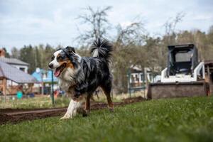 An Australian Shepherd dog with a multicolored coat walks on grass with its tongue out. Small houses, a skid steer loader, and leafless trees are visible. photo