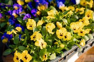 Vibrant yellow and purple pansies in full bloom arranged in trays under sunlight, with additional trays of flowers visible in the background. photo