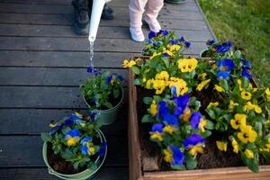 A child in pink pants and colorful shoes waters potted yellow and blue flowers on a wooden deck. A patch of grass is visible in the background. photo