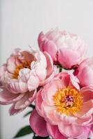 Elegant pink peonies bloom in soft lighting, revealing intricate petals and vibrant yellow stamens against a minimalist backdrop photo
