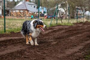 A tricolor dog with black, white, and brown fur walks on a dirt path near a wire fence. Houses with wooden structures and open fields are visible nearby. photo