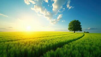 Golden Hour Over Tree and Grass photo