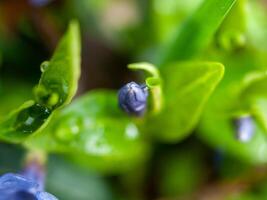 Close up of a small blue flower with droplets of water on it photo