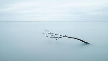 Tree branch is floating in the water photo