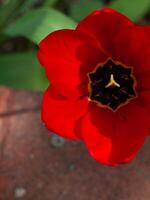 Red tulip with a black center photo