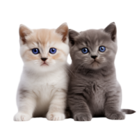 Two adorable kittens sitting side by side with blue eyes and soft fur against a transparent background png
