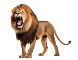 A majestic lion standing with its mouth open showing its teeth on a transparent background in a studio shot png