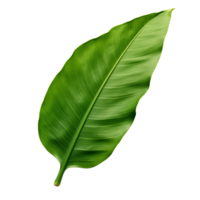 A single vibrant green leaf with prominent veins isolated on a stark transparent background in sharp focus png