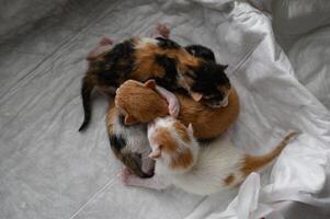Four colorful newborn kittens lie cuddled together in a small cardboard box. Their tiny bodies are nestled close, creating a heartwarming scene of new life. photo