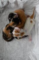 Four baby kittens, each with unique coloring, rest snugly in a box. Their eyes are still closed as they huddle for warmth and comfort. photo