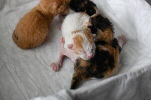 A cardboard box with a white sheet holds four newborn kittens one orange, one with orange spots, and two calicos cuddled up. photo