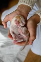 A newborn kitten rests gently in a persons hands, its eyes still closed. The tiny creature looks fragile and peaceful, cradled with care. photo