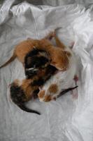Four colorful newborn kittens ginger, white with spots, and two calico cuddle in a box lined with a white blanket. photo