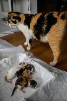 A calico mother cat stands beside a box of her newborn kittens. She keeps a close eye on them, calm but alert, embodying maternal instinct. photo