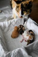 A mother cat with calico fur gently circles her newborn kittens in a box. She watches with care, ready to comfort or defend them if needed. photo