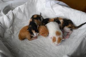 Four baby kittens, only hours old, rest in a soft box ginger, patchy white, and two tricolored bundles of fur photo