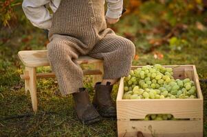 Tiny bare feet of a toddler standing beside a bunch of grapes during harvest at a vineyard. Sweet childhood moment in a rustic, natural setting full of texture and warmth. photo