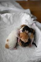 Four newborn kittens lie in a box lined with a white cloth one ginger, one white with orange spots, and two calico photo