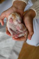 Held in loving hands, a newborn kitten sleeps quietly. Its soft fur and delicate features highlight the innocence of new life. photo