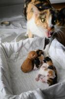 A calico mother cat patrols the area around a box of her newborn kittens. Her calm but alert expression shows deep maternal devotion. photo