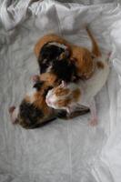 A group of four newborn kittens lies curled up in a box. Their delicate fur and gentle movements capture the innocence of their first days. photo