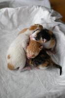 Newborn kittens rest closely together in a box with a white cloth a red one, a spotted one, and two three colored siblings. photo