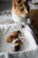 Next to a simple box filled with tiny kittens, a tricolored cat stands protectively. She stays close, making sure her babies are safe and undisturbed. photo