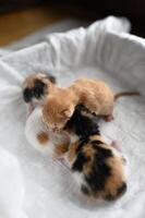 Four tiny newborn kittens each with different fur lie on a white cloth in a box red, spotted, and two calicos photo