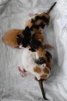 Softly lit, a white-lined box holds four tiny kittens one orange, one white with ginger patches, and two with calico fur photo