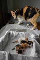 The tricolored cat moves gently near her newborn kittens in a box. Her body language is soft yet vigilant, guarding her tiny family. photo