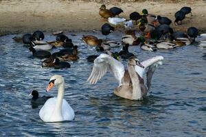 Mute swan Cygnus olor, Swan with raised wings and adult white swan against the background of ducks swim in Sukhoi Liman, Black Sea photo
