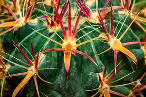 Ferocactus latispinus - cactus with thick hooked spines in a botanical collection photo