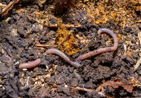 Red earthworm in a hole in the ground under the stump of an old tree, Ukraine photo