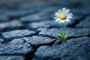 A single daisy growing out of cracked earth photo