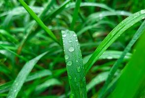 Raindrops on a summer day, background of water droplets on a blade of grass after the rain photo