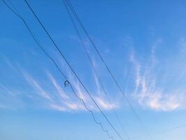 Wires on the background of a light white cloud in the blue sky on a clear, warm day photo