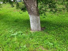 A whitewashed tree trunk in a green park on a clear sunny day. photo