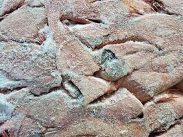 Lots of frozen sea bass on the market counter. photo