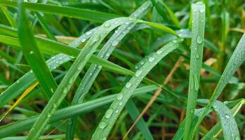 Background of water droplets on a blade of grass after rain. Raindrops on a summer day. photo