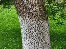 A whitewashed tree trunk in a green park on a clear sunny day photo