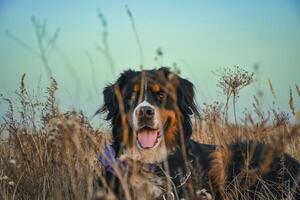 a Dog in an autumn field of dry grass. a Bernese Mountain Dog in relaxed and happy demeanor, with its tongue out and fur catching the soft light photo