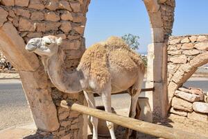 a camel against a rustic stone archway in Guellala, Tunisia. The camel's gentle demeanor and textured fur contrast with the warm tones of the ancient stone structure. Traditional Tunisian life photo