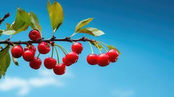 cherrys on branch at nature background photo