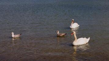 Two swans and two seagulls swimming together in clear shallow water near the shore on a sunny day. Peaceful moment in nature with wild birds in a calm lake environment. photo