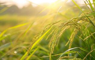 Rice is growing in a field with the sun shining photo